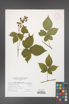 Rubus corylifolius [KOR 44557]