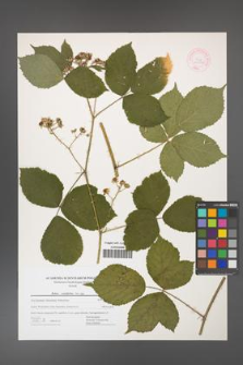 Rubus corylifolius [KOR 44466]