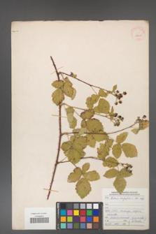 Rubus corylifolius [KOR 29910]