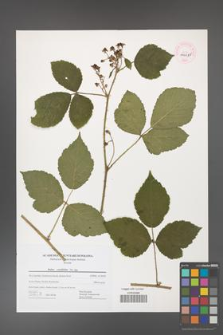 Rubus corylifolius [KOR 44485]
