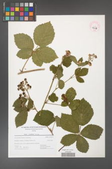 Rubus corylifolius [KOR 44663]