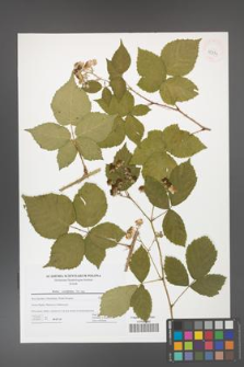 Rubus corylifolius [KOR 42739]