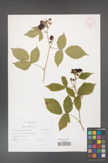 Rubus corylifolius [KOR 44351]