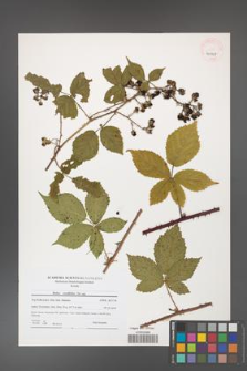 Rubus corylifolius [KOR 40907]