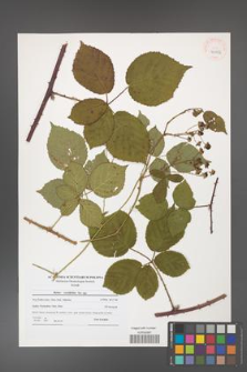 Rubus corylifolius [KOR 40952]
