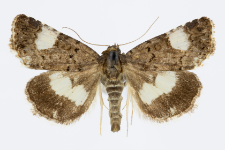 Tyta luctuosa