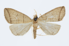 Herminia grisealis