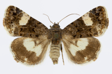 Tyta luctuosa