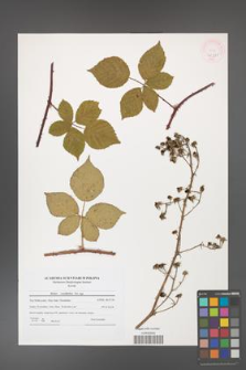 Rubus corylifolius [KOR 45987]