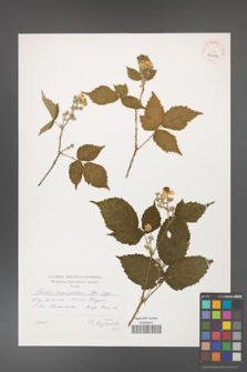 Rubus corylifolius [KOR 41012a]