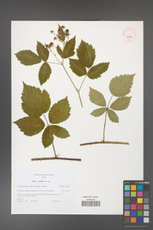 Rubus corylifolius [KOR 46226]