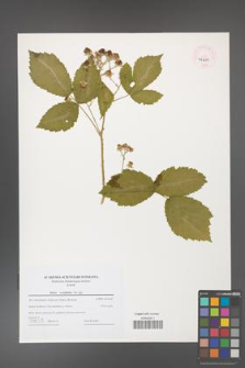 Rubus corylifolius [KOR 46220]