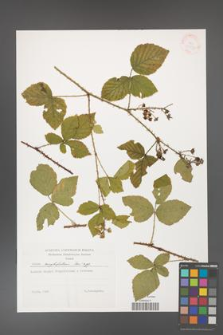 Rubus corylifolius [KOR 38333]