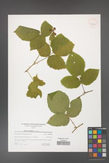 Rubus corylifolius [KOR 39683]
