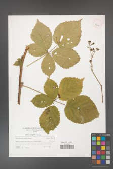 Rubus corylifolius [KOR 39691]
