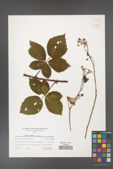 Rubus corylifolius [KOR 39673]
