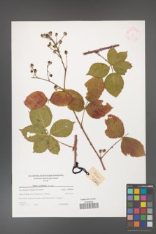Rubus corylifolius [KOR 38825]