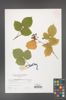 Rubus corylifolius [KOR 38848]