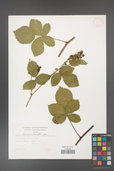 Rubus corylifolius [KOR 32409]