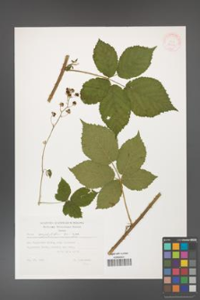 Rubus corylifolius [KOR 32447]