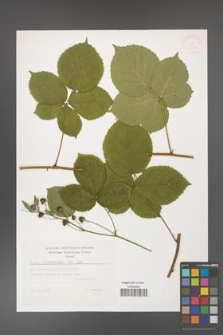 Rubus corylifolius [KOR 32451]