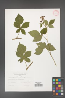 Rubus corylifolius [KOR 32357]