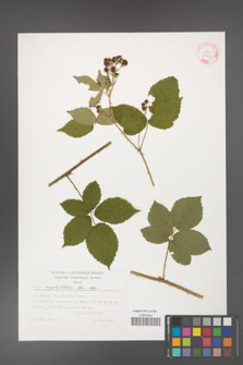 Rubus corylifolius [KOR 32345]