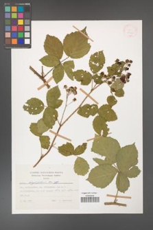Rubus corylifolius [KOR 31458]