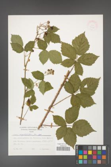 Rubus corylifolius [KOR 24790]