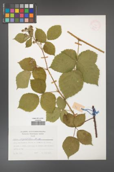 Rubus corylifolius [KOR 24793]