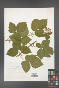 Rubus corylifolius [KOR 24366]