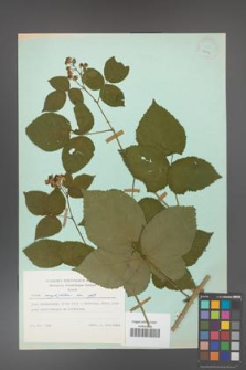 Rubus corylifolius [KOR 23844]