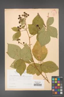 Rubus corylifolius [KOR 31464]