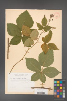 Rubus corylifolius [KOR 31468]