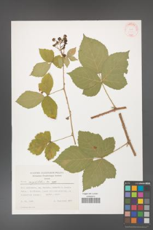 Rubus corylifolius [KOR 31420]