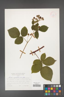 Rubus corylifolius [KOR 24898]