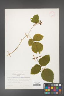 Rubus corylifolius [KOR 24893]