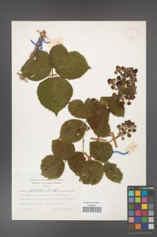 Rubus corylifolius [KOR 24916]