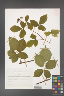 Rubus corylifolius [KOR 31381]
