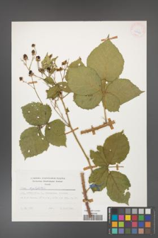 Rubus corylifolius [KOR 25423]