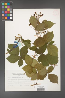 Rubus corylifolius [KOR 24783a]
