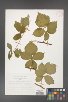 Rubus corylifolius [KOR 24780a]
