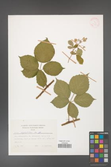 Rubus corylifolius [KOR 31380]