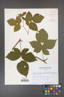 Rubus corylifolius [KOR 52156]