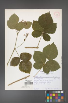 Rubus corylifolius [KOR 52167]