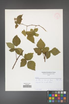 Rubus corylifolius [KOR 52146]
