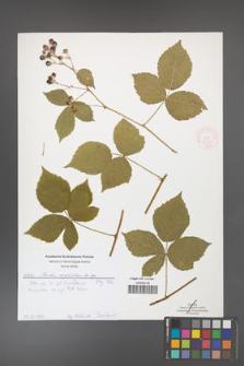 Rubus corylifolius [KOR 51897]