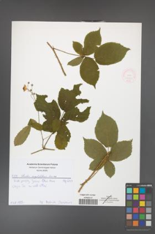 Rubus corylifolius [KOR 51901]