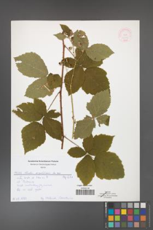 Rubus corylifolius [KOR 51905]