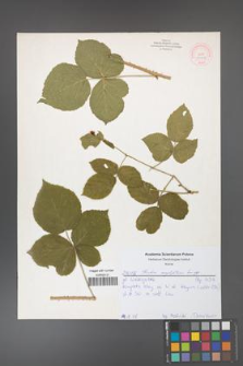 Rubus corylifolius [KOR 52168]